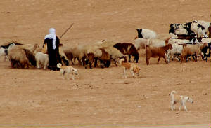 bedouindogs.jpg