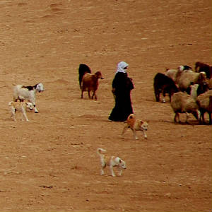 dogswithsheep.jpg