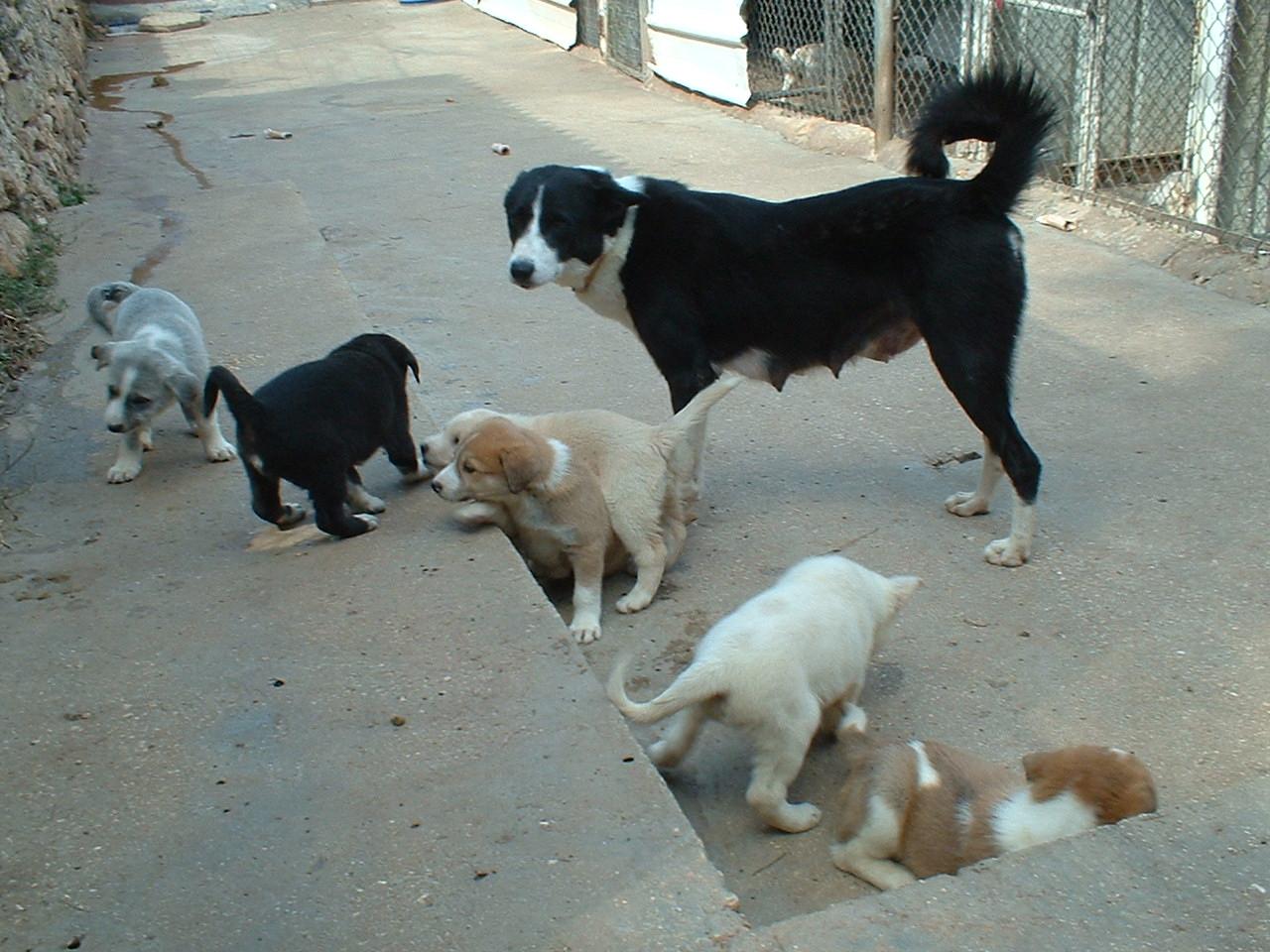 2010dominoandpups.jpg