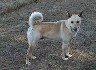 carolinadog4.jpg