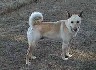 carolinadog4.jpg