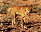 dingo3.jpg