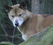 dingo4.gif