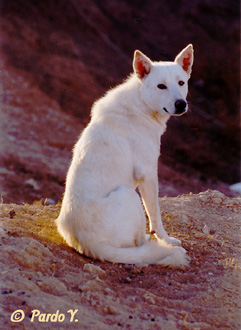 swcanaandog17b.jpg