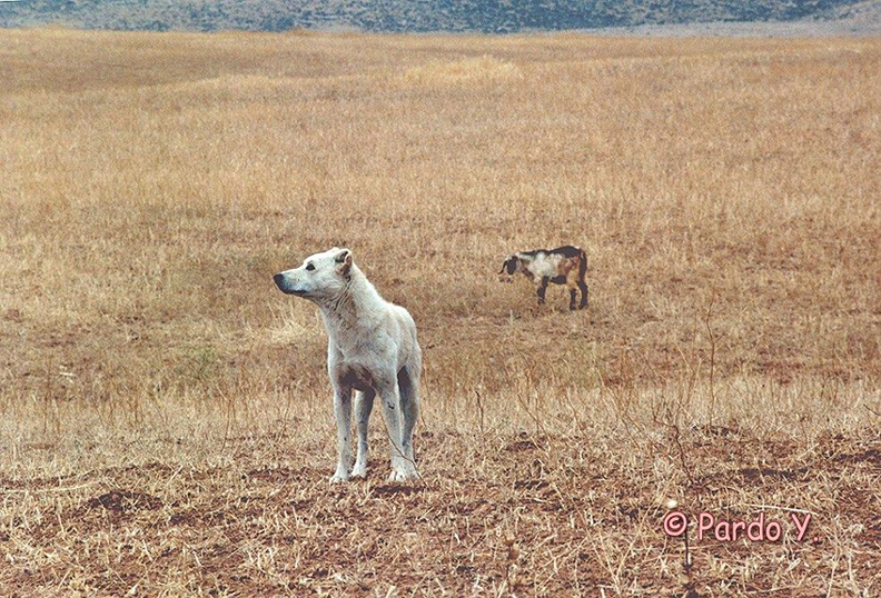 wildcanaandogs2.jpg